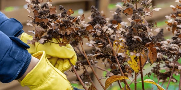 person pruning dead hydrangeas