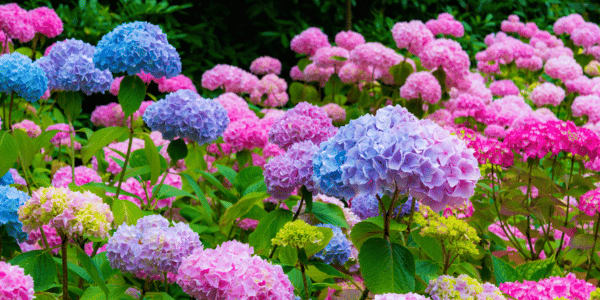 purple and pink hydrangeas in garden