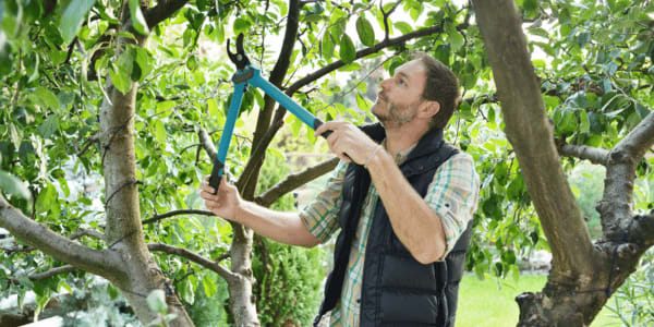 man pruning trees to prepare for tornado