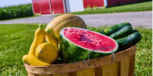 basket of watermelon and squash