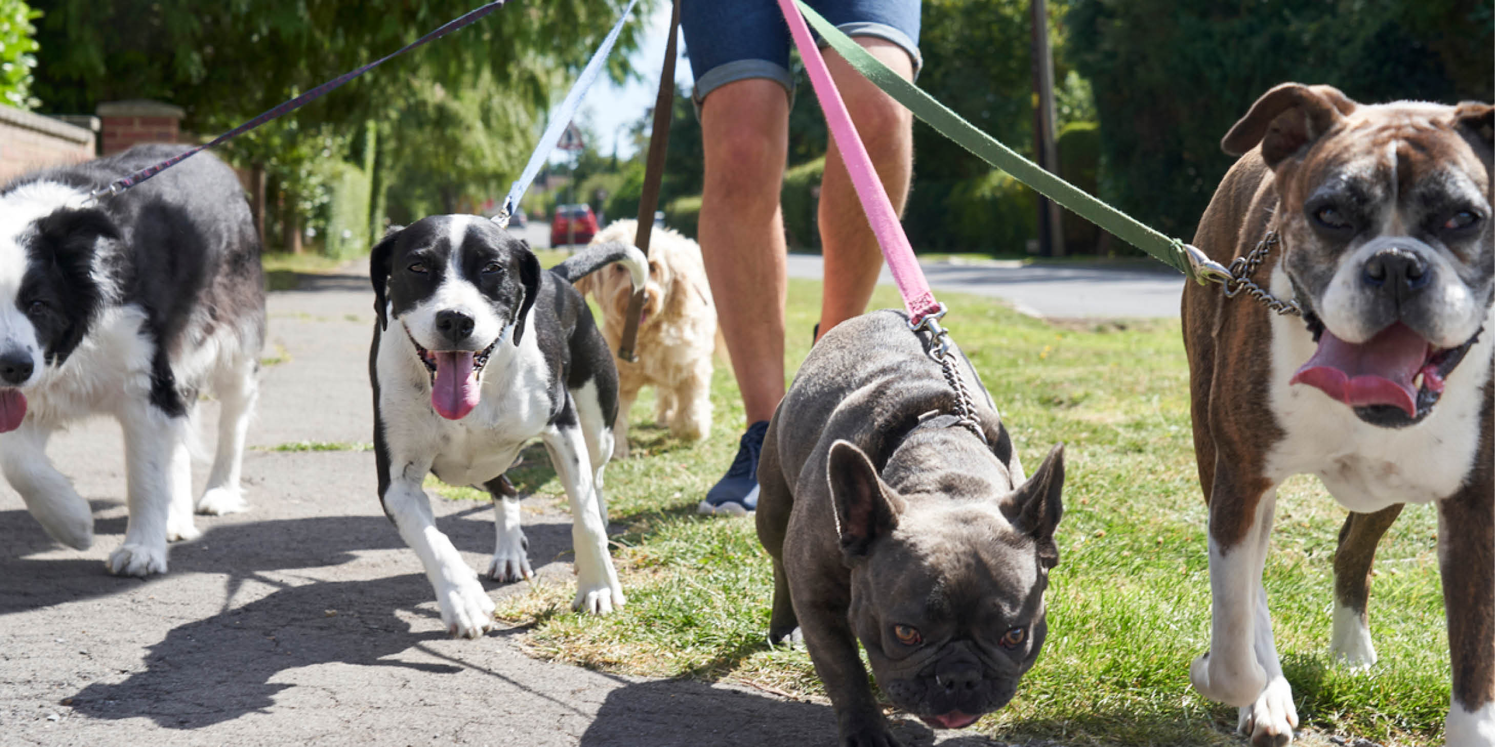 A young male dog walker walking three dogs along a suburban street.