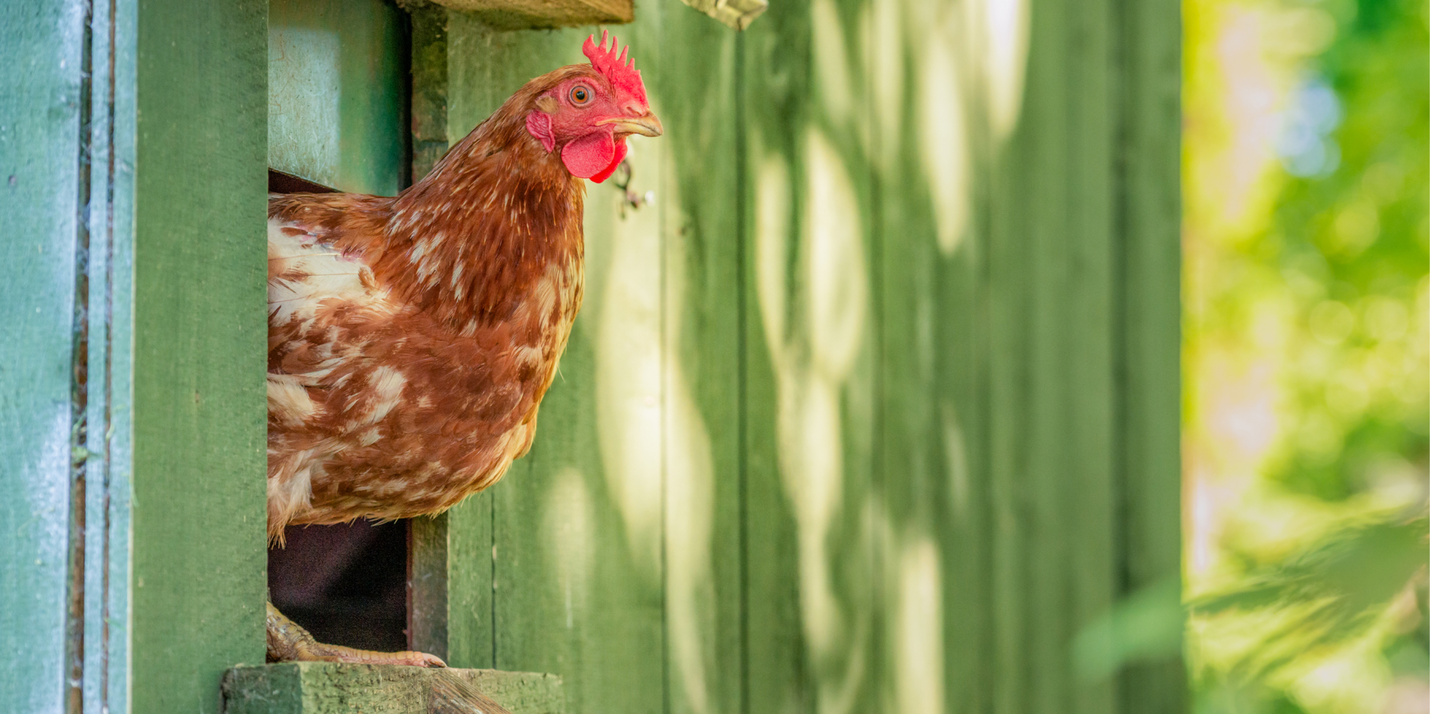 A hen poking her head out of a henhouse door on a farm.