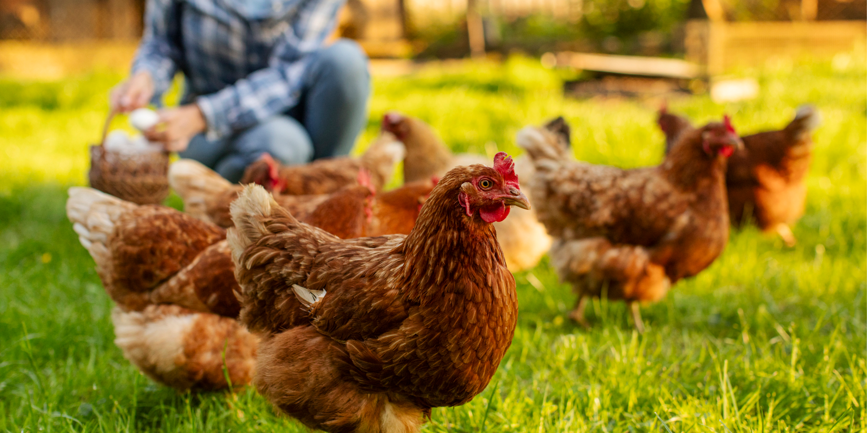 Female farmer gathering fresh eggs into basket while surrounded by a flock of chickens.