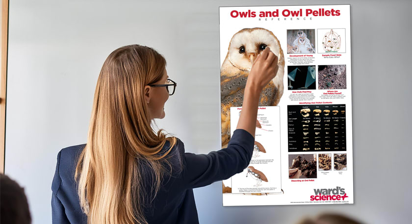 Image of teacher hanging owl pellet poster in classroom