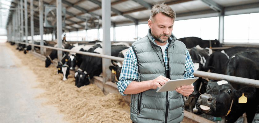 Farmer with tablet in dairy barn