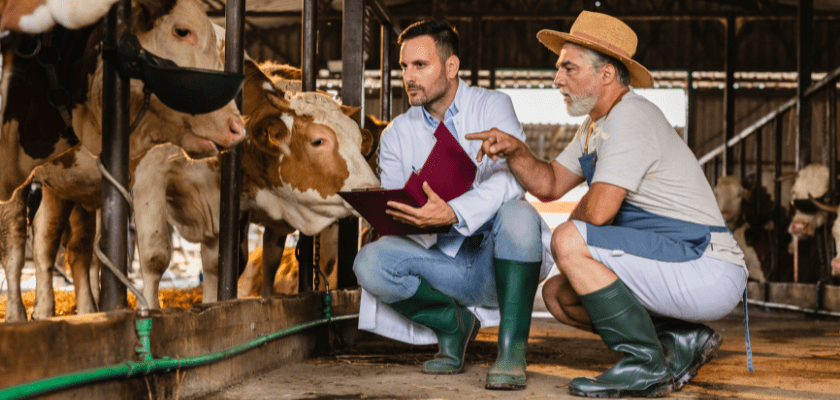 Farmer and veterinarian examining cows and discussing health in a barn on a farm.