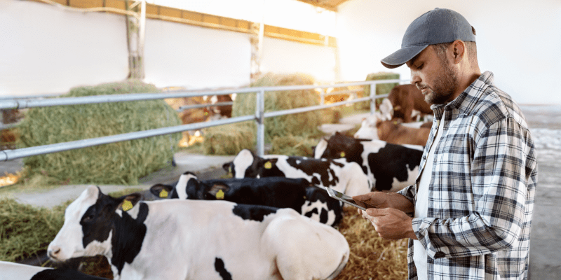Dairy farmer with a tablet.