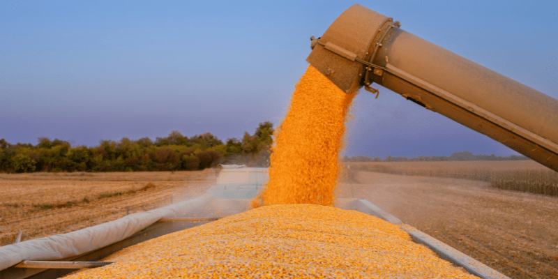 Corn grain pouring into trailer against a blue sky.