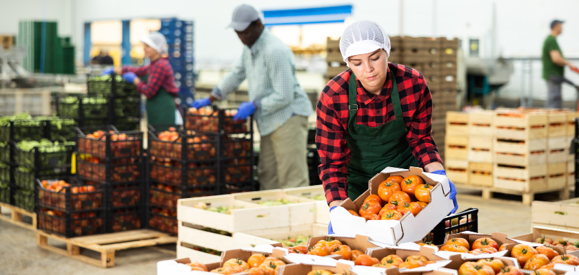 Worker stacking organic tomatoes in boxes at agricultural manufacturing workplace.