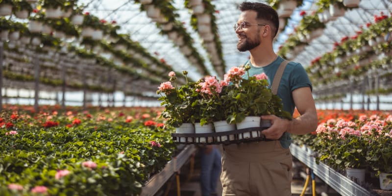 Portrait of a greenhouse worker holding a crate full of flower pots while working in a plant nursery. Plantation of flowers on background.