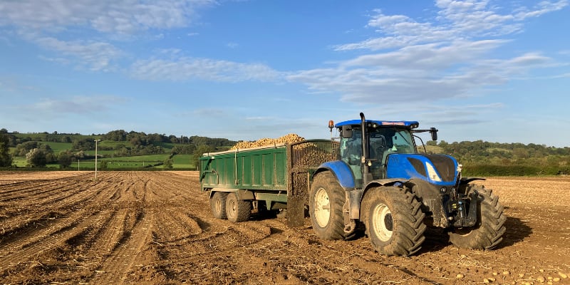 Tractor with trailer full of potatoes in field at harvest time.