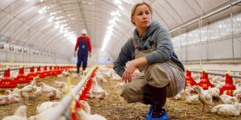 A worker in a poultry farm.