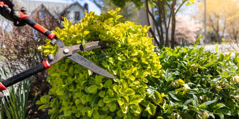 Landscaper pruning bushes.
