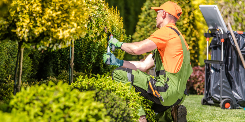 Landscape worker trimming hedges.