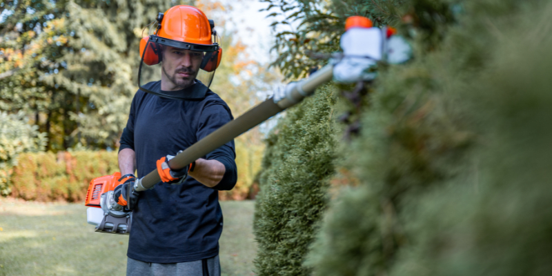 Worker trimming hedge with power saw.