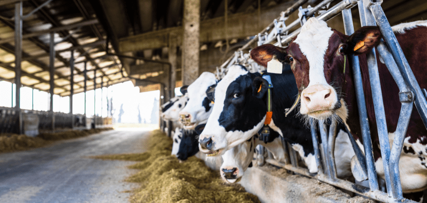 Farm cows indoor in the shed.