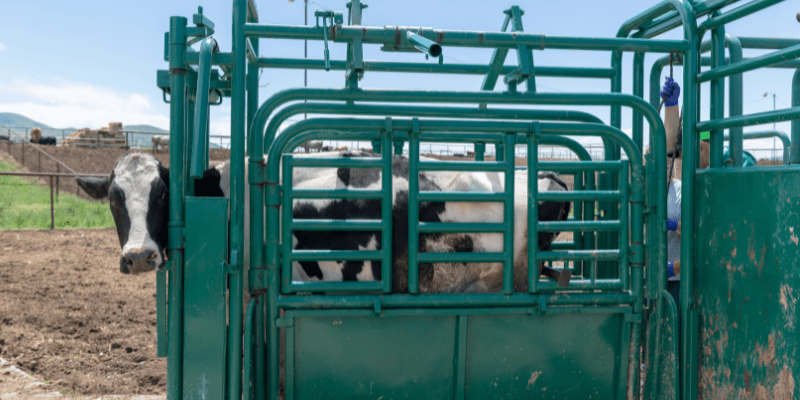 Cattle on a farm.