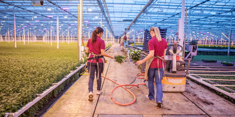 Two agricultural workers in a greenhouse