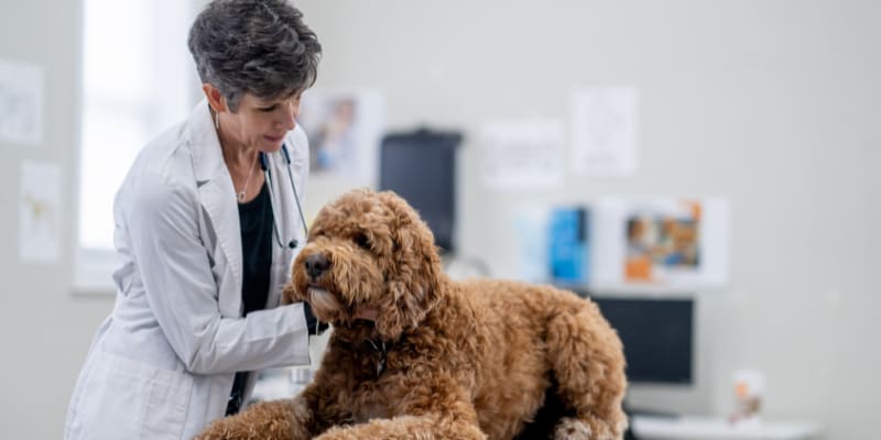 A vet examining a large Labradoodle dog.