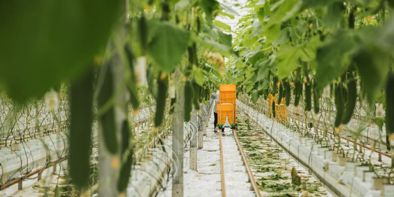 Greenhouse Workers Harvesting Cucumbers