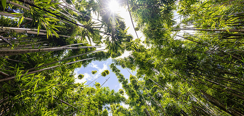 jungle canopies throughout tree tops
