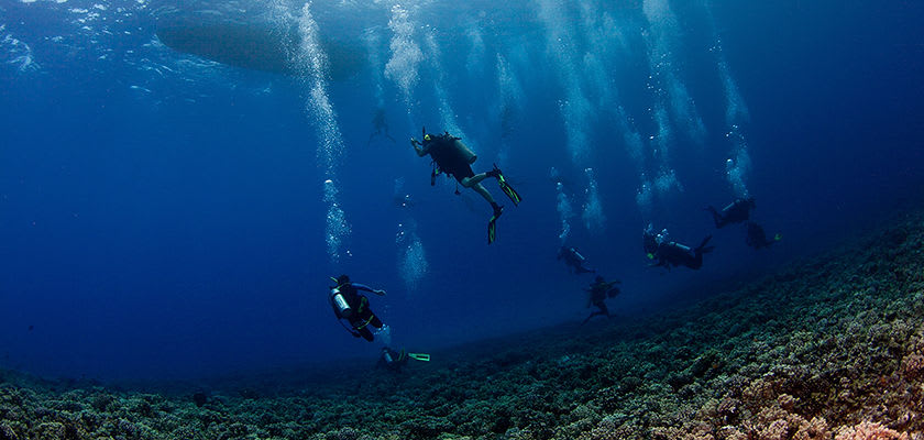 scuba divers under water with coral beneath