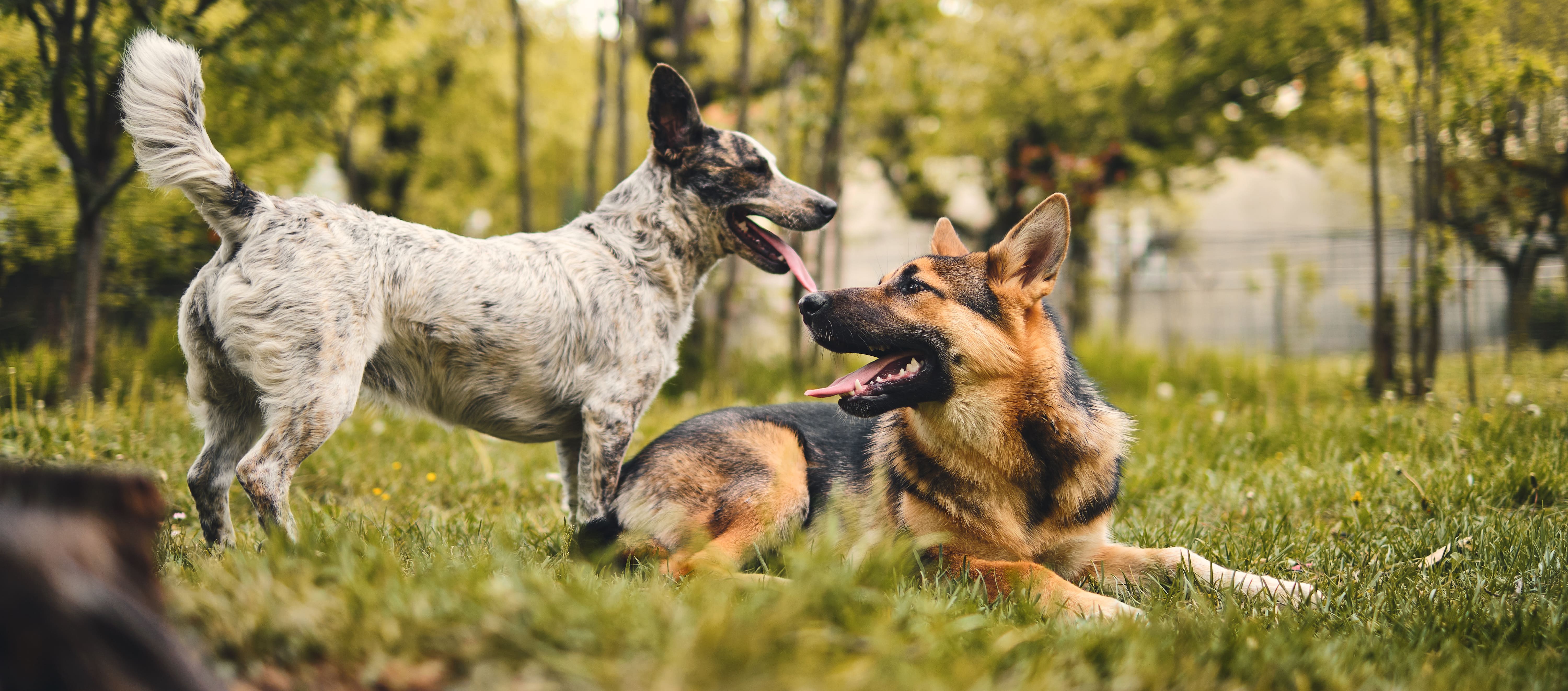 two dogs playing