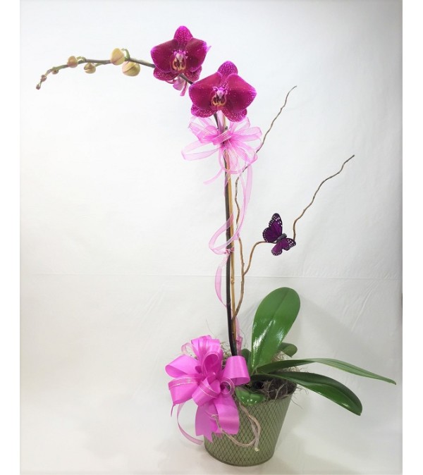 Ellington's Orchid Plant