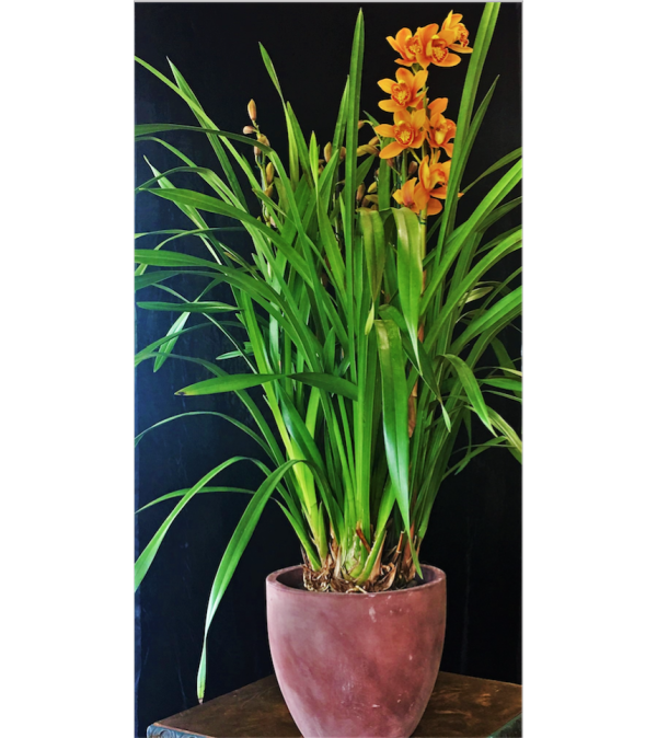 Striking Cymbidium Orchid