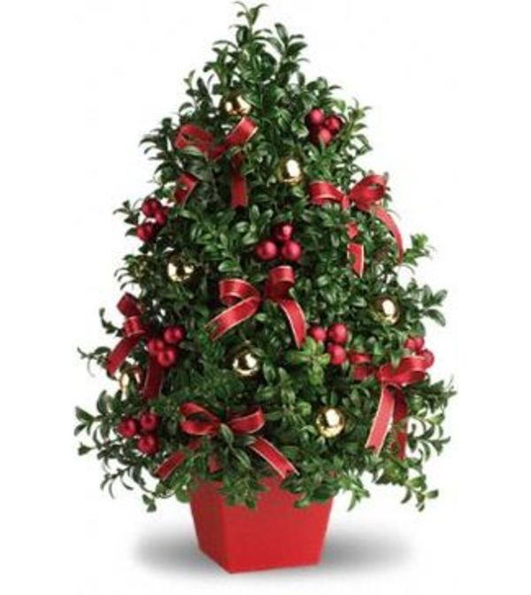 Boxwood Tree