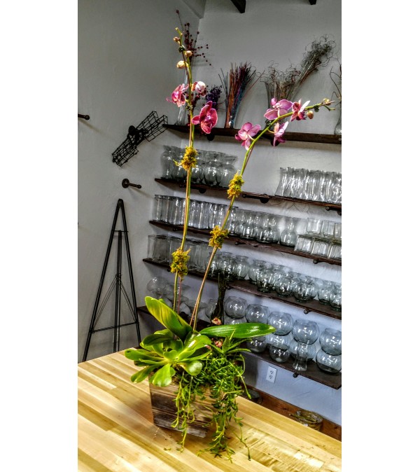 Urban Orchid Planter