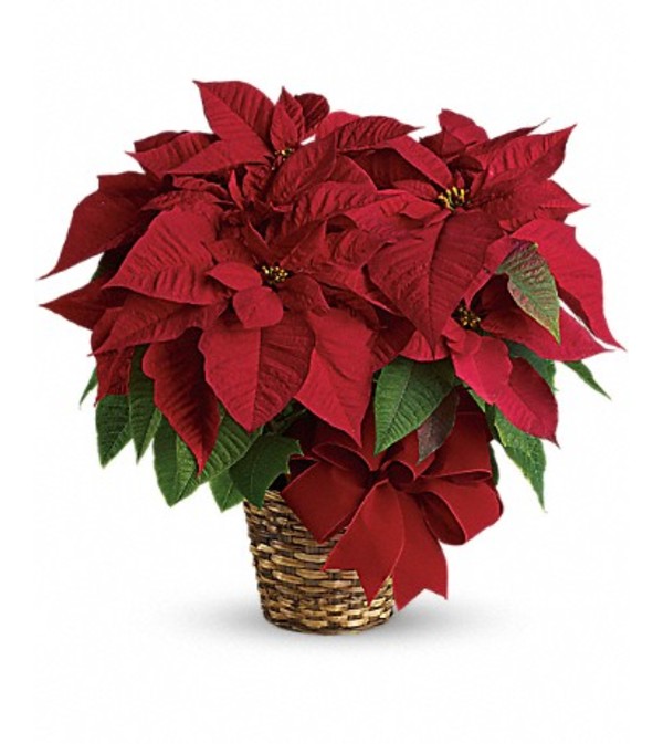 RED POINTSETTIA