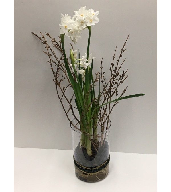 Paper Whites Bulbs
