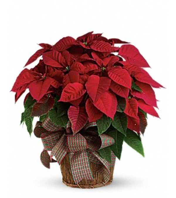 Large Red Poinsettia