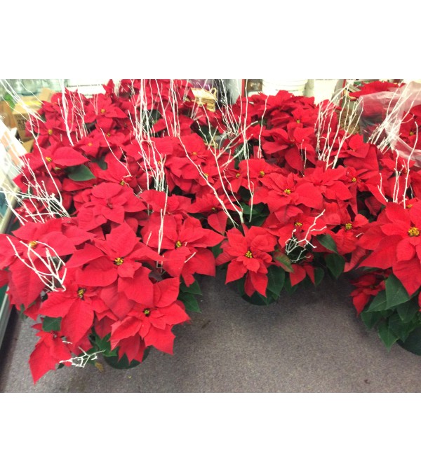 Poinsettia's
