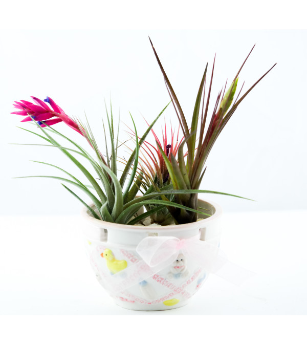 Petite baby girl tillandsia garden