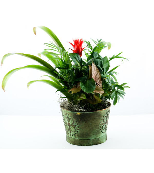 Bromeliad Dish garden