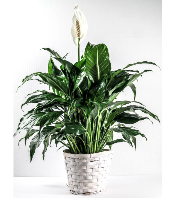 Elegant Spathiphyllum
