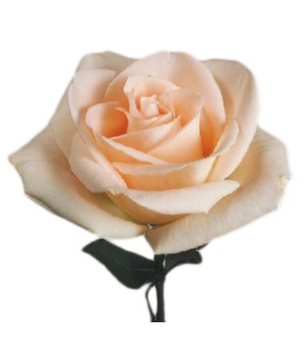 1 Dozen Long Stemmed Peach Roses