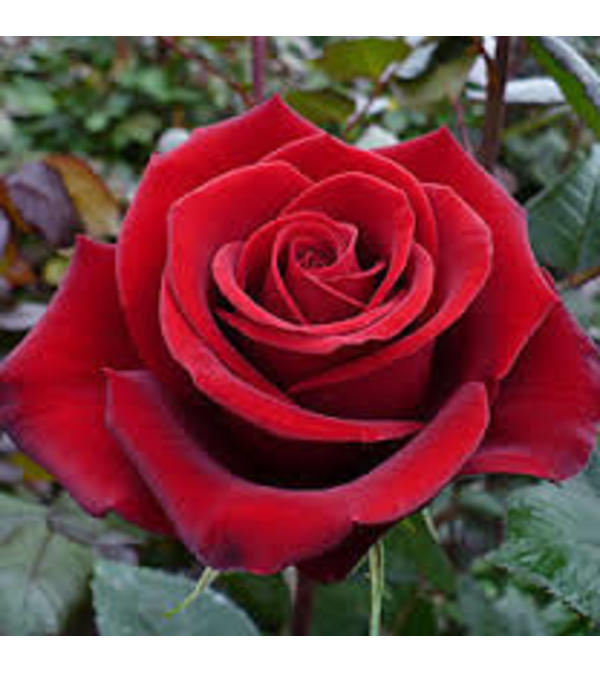 1 Dozen Long Stemmed Red Roses in Vase