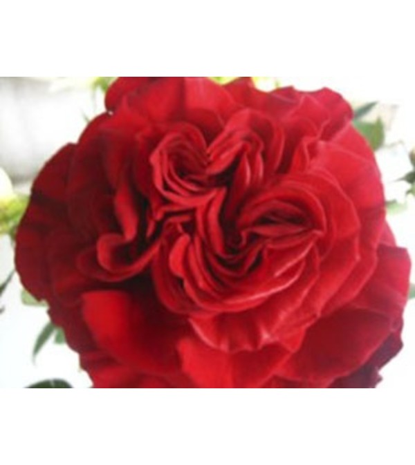 1 Dozen Red Heart Garden Roses Vase Arranged