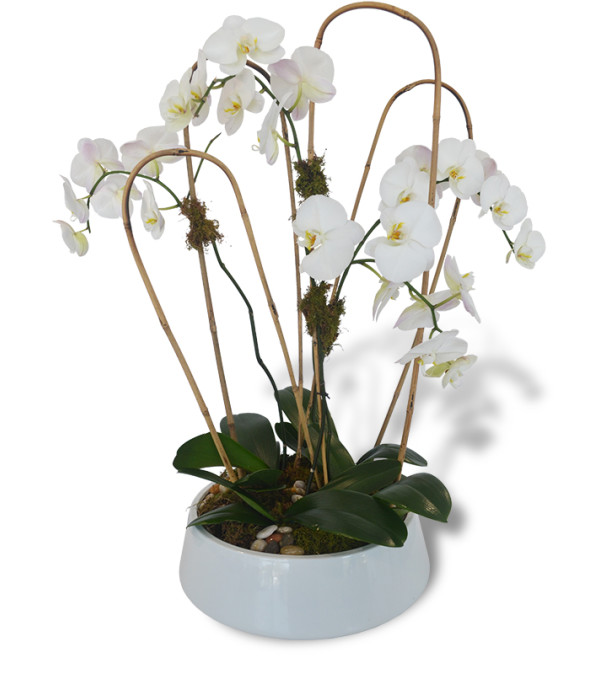 Four Phalaenopsis Orchids