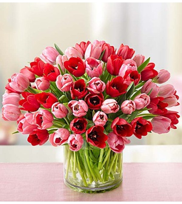Tulips Sweetest Love
