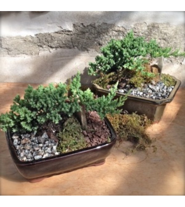 Bonsai Garden