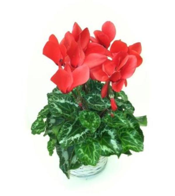 Red Cyclamen Plant