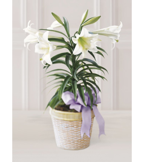 Single Stem Easter lily