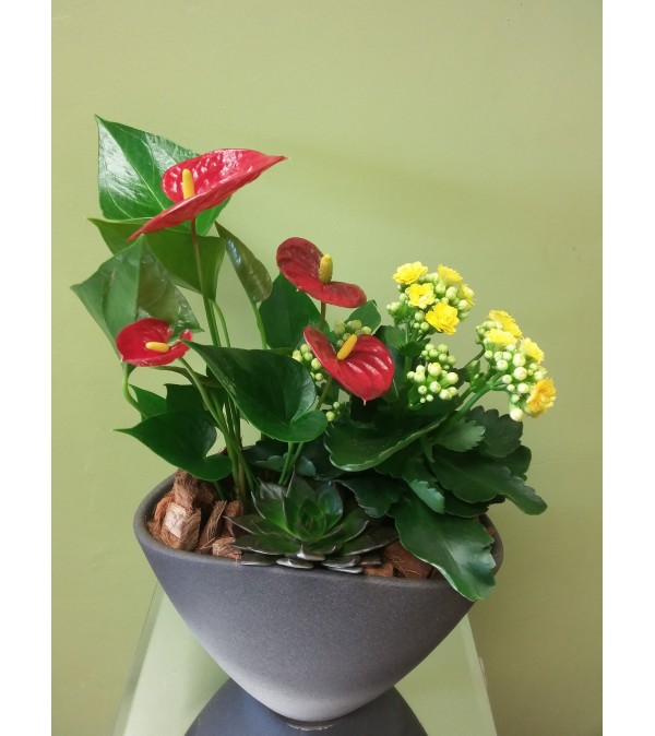 Small Anthurium Planter