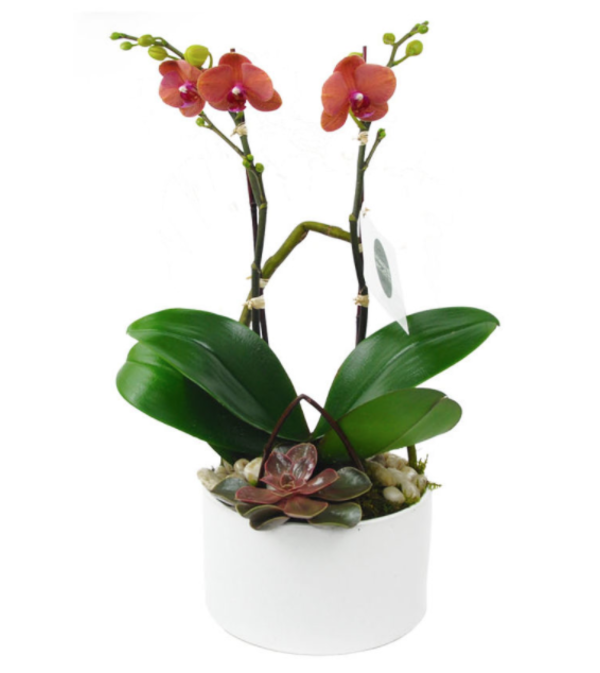 Mini Orange Orchid