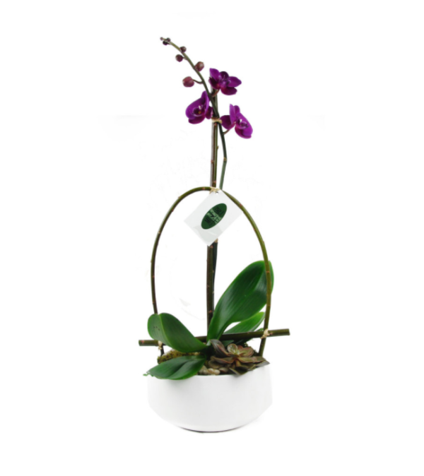 Purple Phalaenopsis Orchid