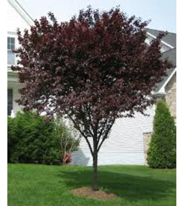 Thunder Cloud Plum Tree
